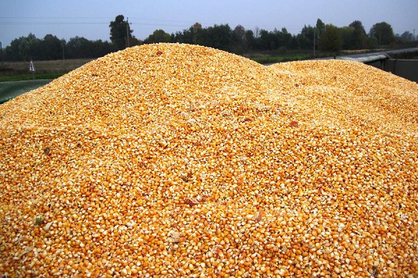 harvest corn