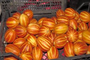 Descrizione della varietà di melone vietnamita, caratteristiche di coltivazione e cura