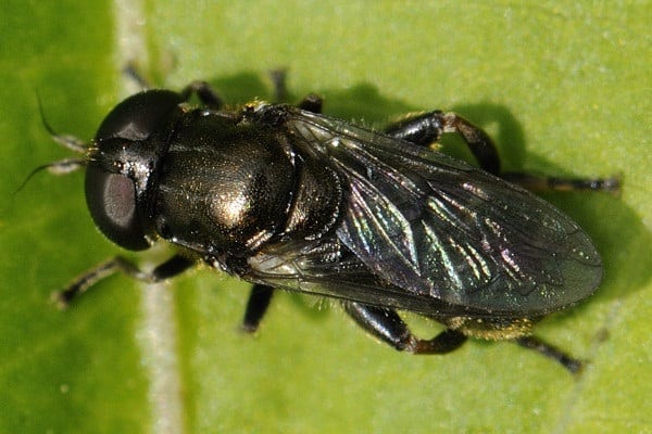 svogūnų hoverfly
