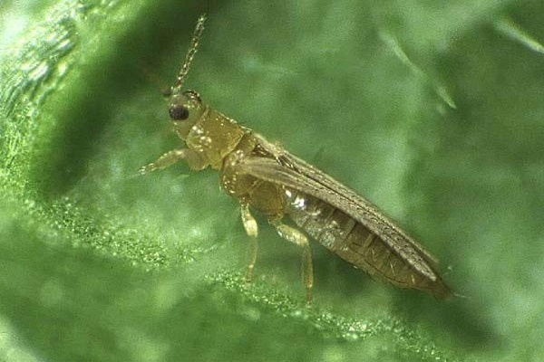 tobacco thrips