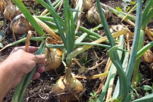 El momento de cosechar cebollas en los Urales, el momento de cavar