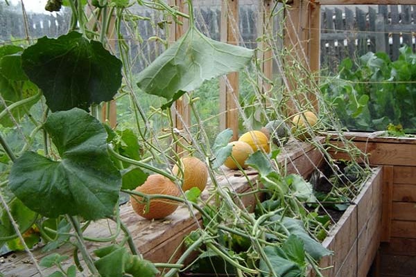 mga melon ng greenhouse