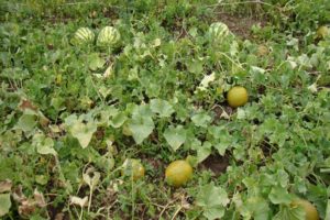 Kā audzēt melones Sibīrijā atklātā laukā un siltumnīcā?