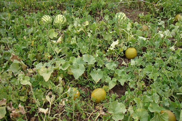 Melonen und Kürbisse