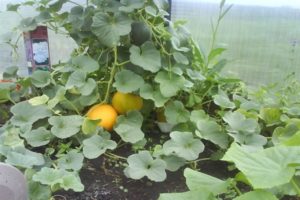 Vorming, aanplant, teelt en verzorging van meloenen in de kas