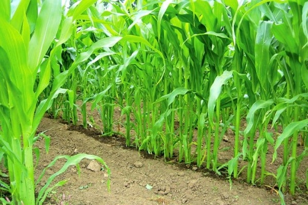 výsadba kukuřice