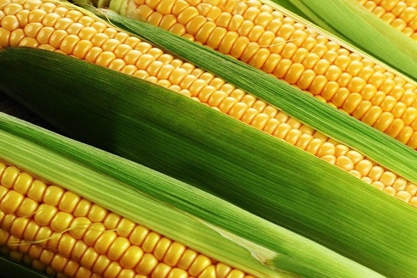 cultivar maíz