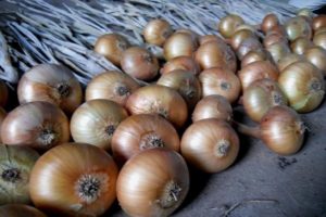 Growing, caring for and feeding onions on a turnip in the open field