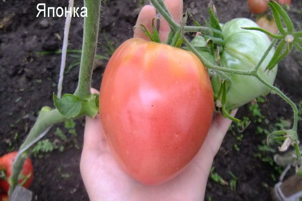 Variété de tomate japonaise