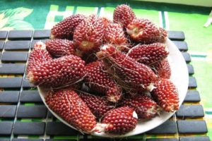 Description de la variété de maïs ornemental fraise, sa plantation, sa culture et ses soins