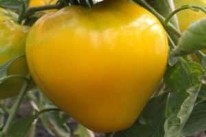 Golden King domates çeşidinin tanımı, yetiştirme ve bakım özellikleri