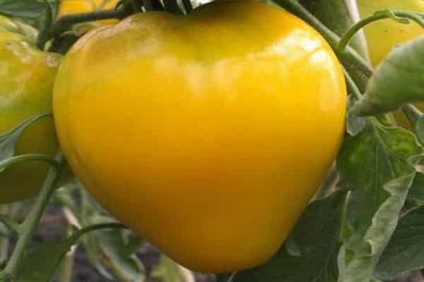properties of tomato golden king