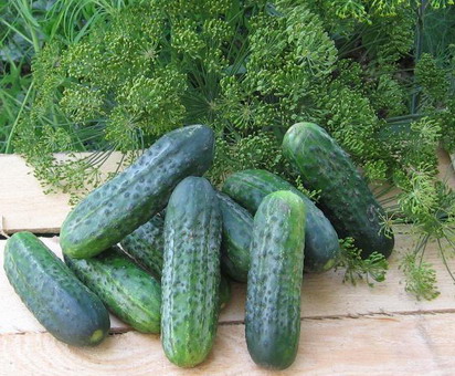 cucumber appearance Cucumber Atlantis f1
