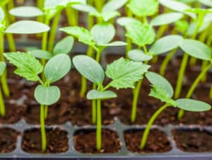 Hoe overwoekerde komkommerzaailingen op de juiste manier in de volle grond of in een kas te planten