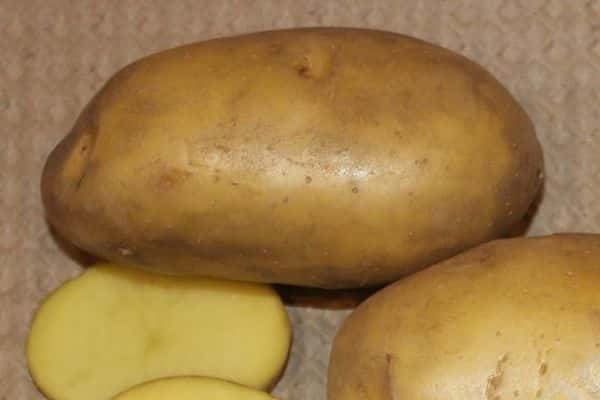bramborové škůdce