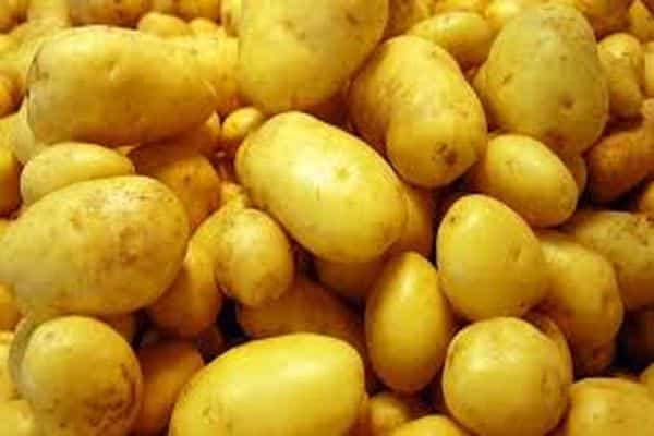 patate in crescita