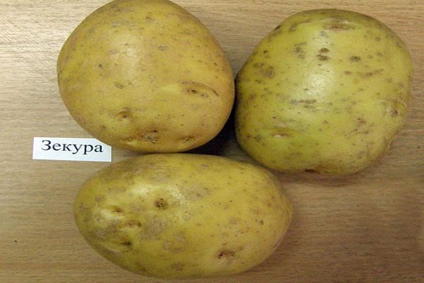 Zekura Kartoffel