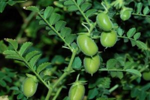 Lợi ích và tác hại của đậu gà hoặc đậu cừu Thổ Nhĩ Kỳ, giống và cách trồng trọt