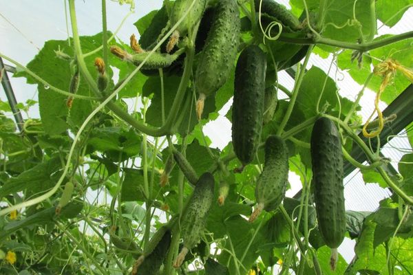 cucumbers on a branch