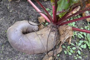 Description and treatment of beet diseases, measures to combat them