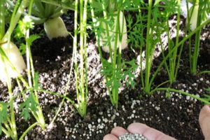 Comment et comment nourrir les betteraves pour la croissance des plantes-racines et une bonne récolte avec des remèdes populaires