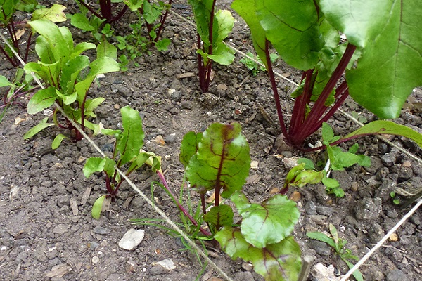 rễ củ cải đỏ