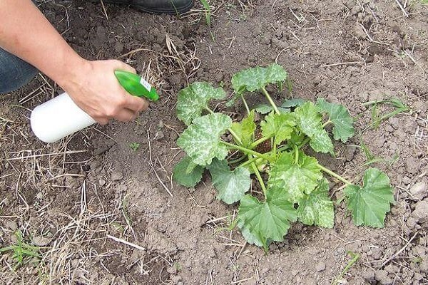 fertilize zucchini