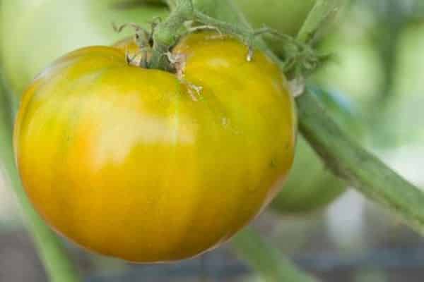 תיאור מגוון העגבניות הצהוביות בצבע ירוק צ'ירוקי, תכונות של טיפוח וטיפול