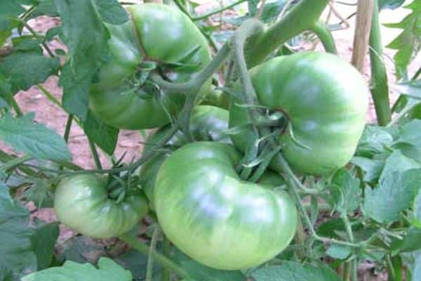 la culture de la tomate