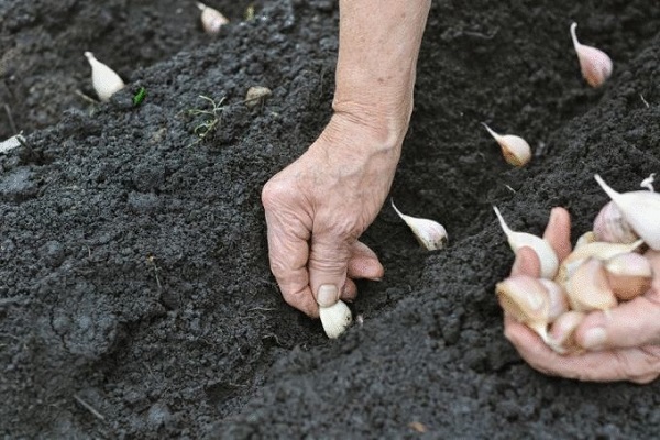 planting cloves