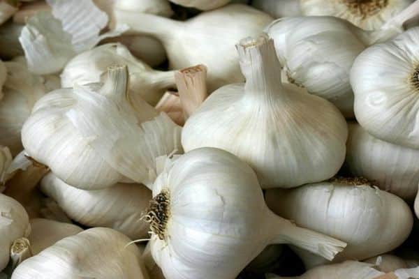 eating garlic