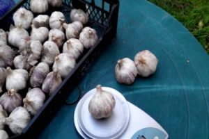 Descrizione della varietà di aglio azzurro, caratteristiche di coltivazione e cura