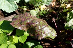 Qué hacer si aparecen manchas marrones o marrones en las hojas de remolacha, cómo tratar