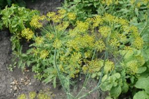 What can be planted after dill next year, and what not
