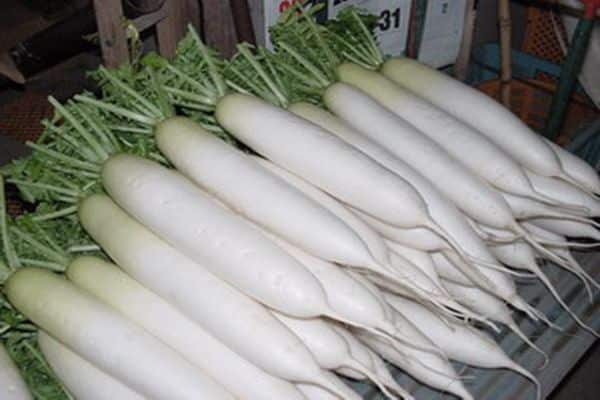 verduras de raíz rábano