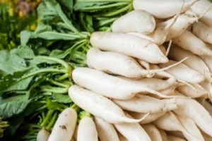 Description of daikon Caesar variety, features of cultivation and care