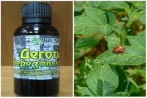 Tính chất, cách pha chế và sử dụng hắc ín từ bọ khoai tây Colorado trong vườn