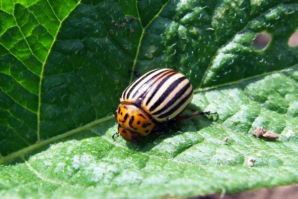 escarabajo de colorado en una hoja