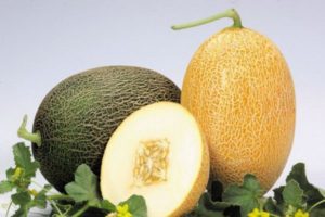 Description of the melon variety Caramel, features of cultivation and care