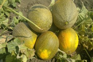 Descrizione della varietà di melone Kolkhoznitsa, caratteristiche di coltivazione e resa
