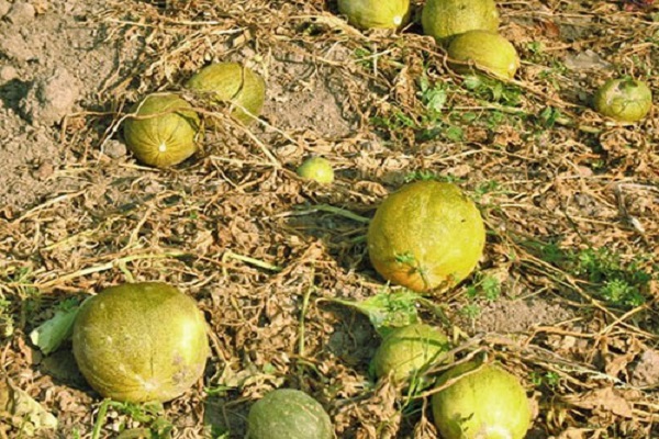 melone fertilizzante