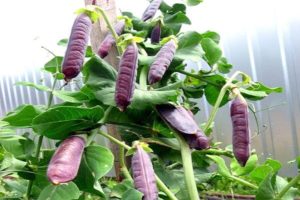 Description of the best varieties of purple peas, their characteristics and cultivation