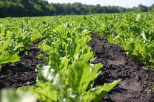 Types of preparations and the use of herbicides for processing beets