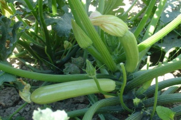 piantare zucchine
