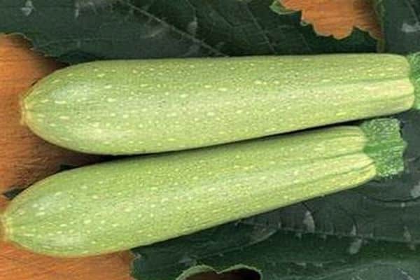 iskander di zucchine
