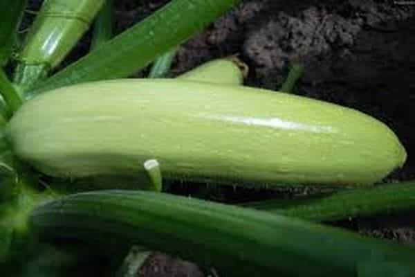 zucchini aral