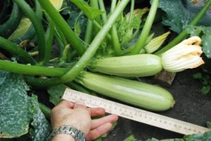 Descrizione della varietà di zucchine Gribovsky, caratteristiche di coltivazione e resa