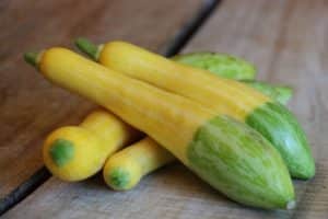 Description of the zucchini variety Delicate marshmallow, features of cultivation and care