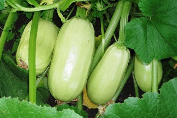 zucchine in giardino