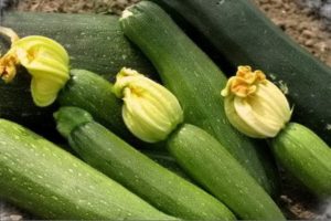 Beskrivelse af Sangrum f1 zucchini-sorten, funktioner i dyrkning og pleje